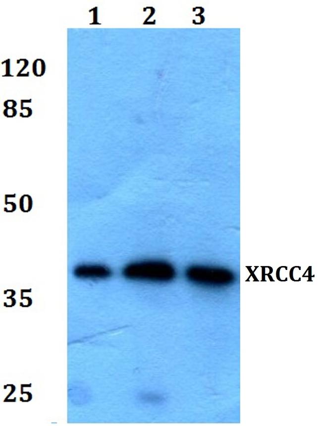 XRCC4 Antibody in Western Blot (WB)