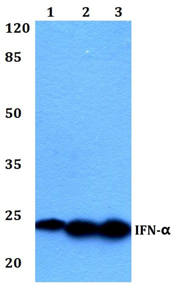 IFN alpha Antibody in Western Blot (WB)