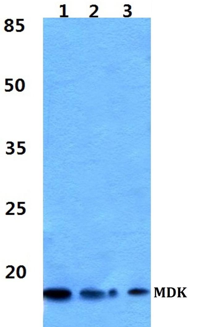 Midkine Antibody in Western Blot (WB)