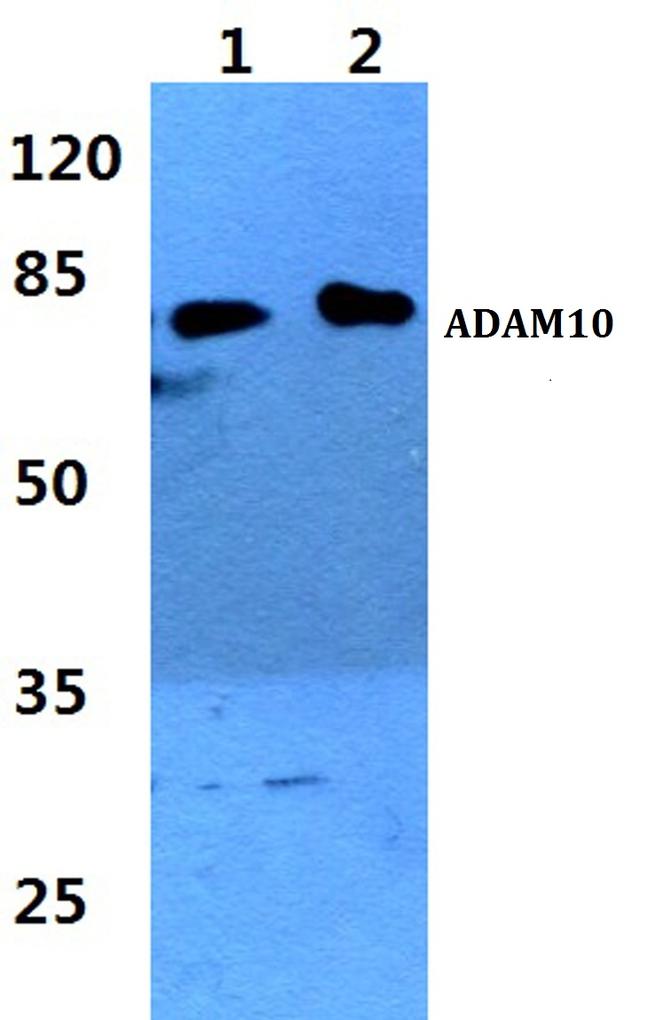 ADAM10 Antibody in Western Blot (WB)