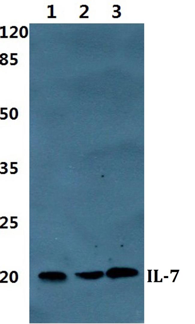 IL-7 Antibody in Western Blot (WB)