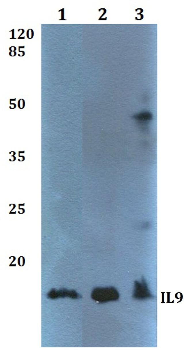 IL-9 Antibody in Western Blot (WB)