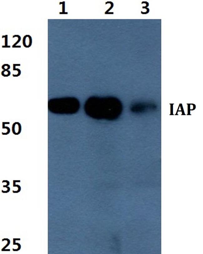 Intestinal Alkaline Phosphatase Antibody in Western Blot (WB)