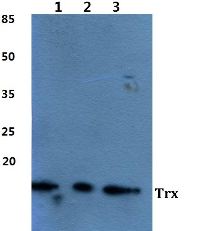 Thioredoxin 1 Antibody in Western Blot (WB)