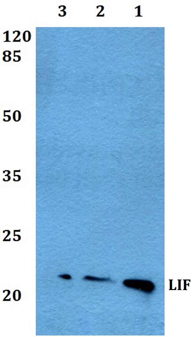 LIF Antibody in Western Blot (WB)