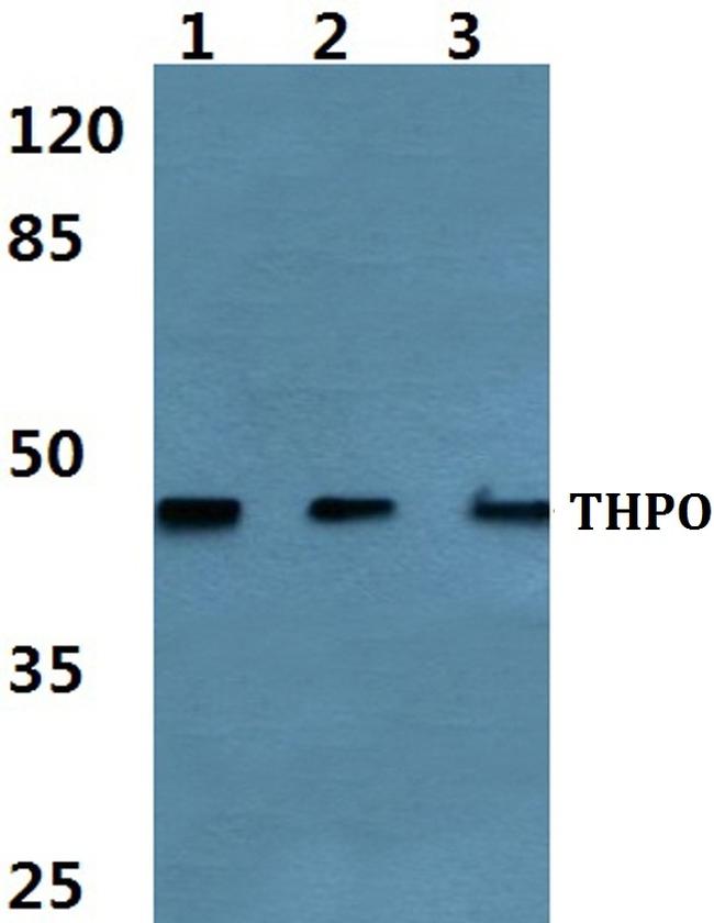 Thrombopoietin Antibody in Western Blot (WB)