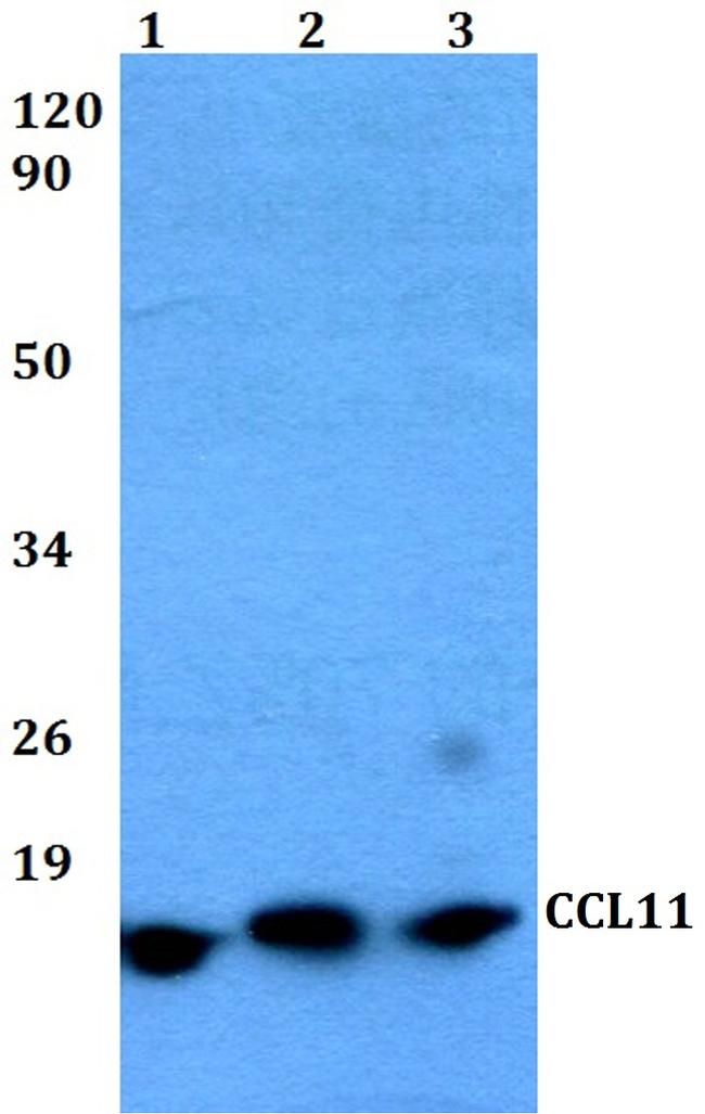 Eotaxin Antibody in Western Blot (WB)