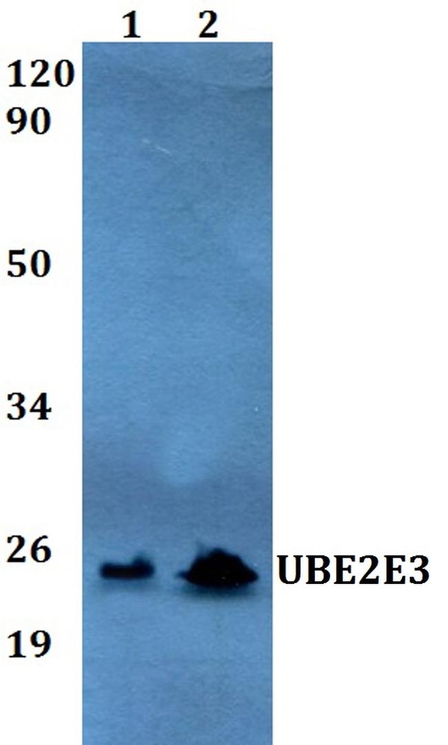 UBE2E3 Antibody in Western Blot (WB)