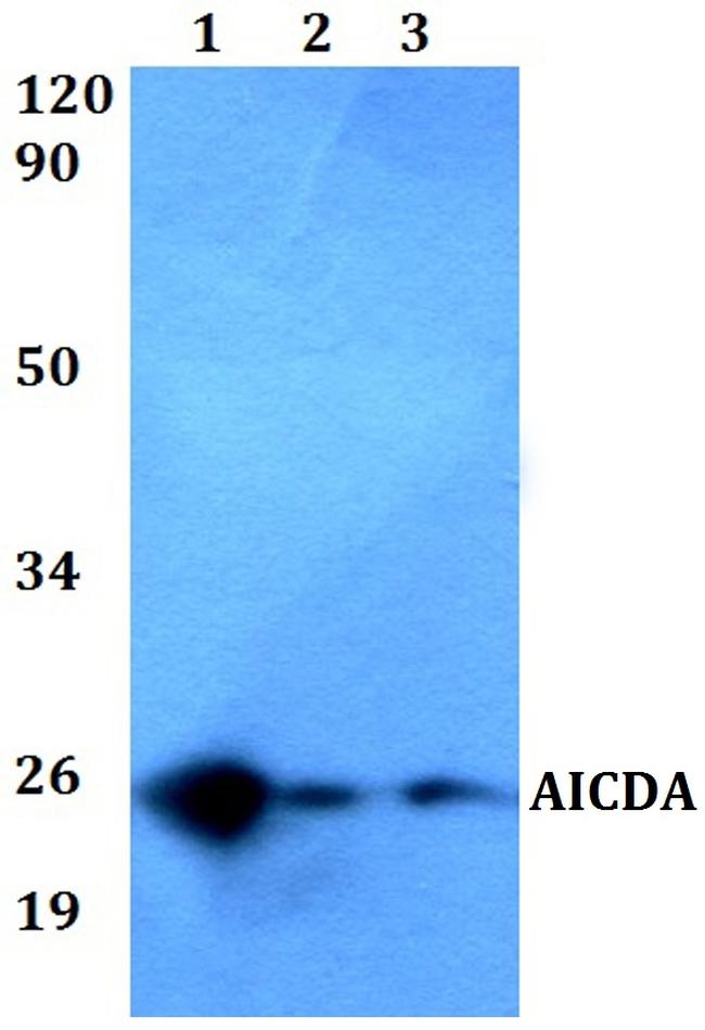 AID Antibody in Western Blot (WB)