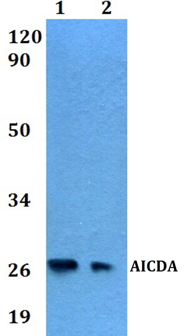 AID Antibody in Western Blot (WB)