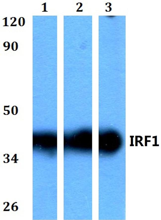 IRF1 Antibody in Western Blot (WB)