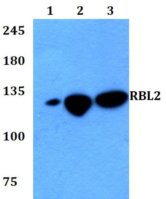 p130 Antibody in Western Blot (WB)