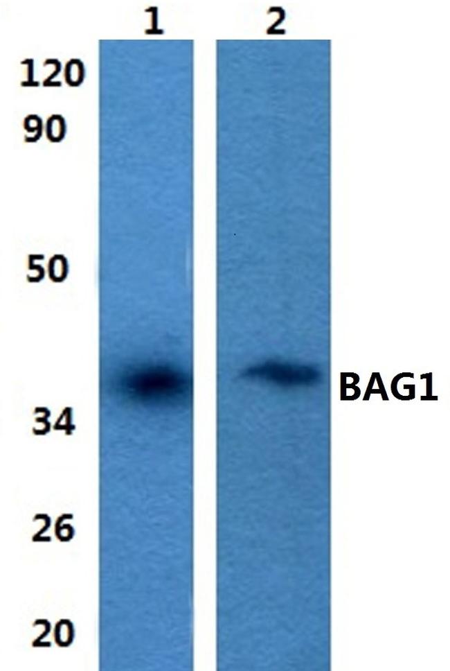 BAG1 Antibody in Western Blot (WB)
