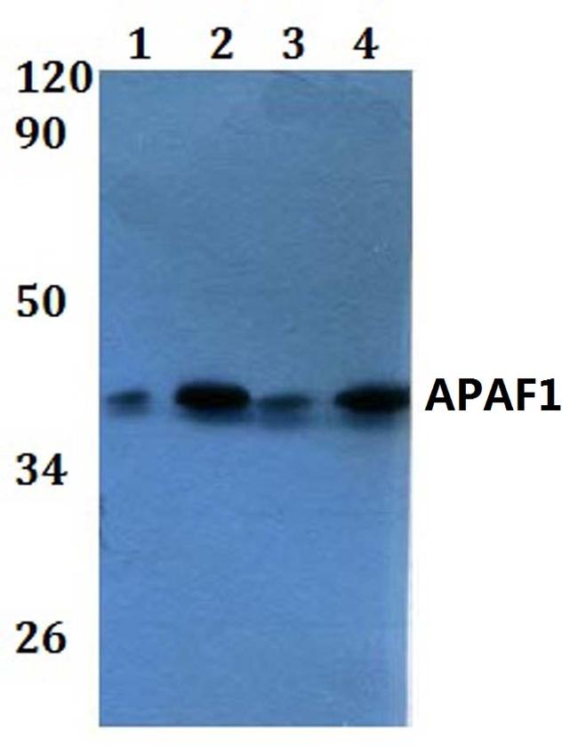 APAF1 Antibody in Western Blot (WB)