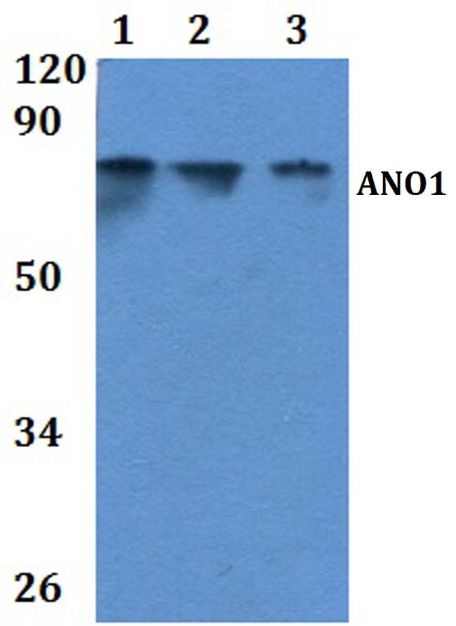 DOG-1 Antibody in Western Blot (WB)