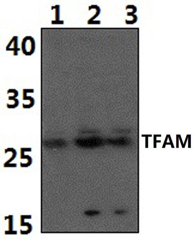 TFAM Antibody in Western Blot (WB)