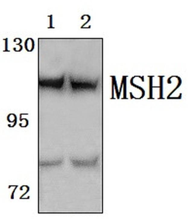 MSH2 Antibody in Western Blot (WB)