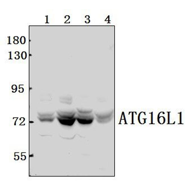 ATG16L1 Antibody in Western Blot (WB)