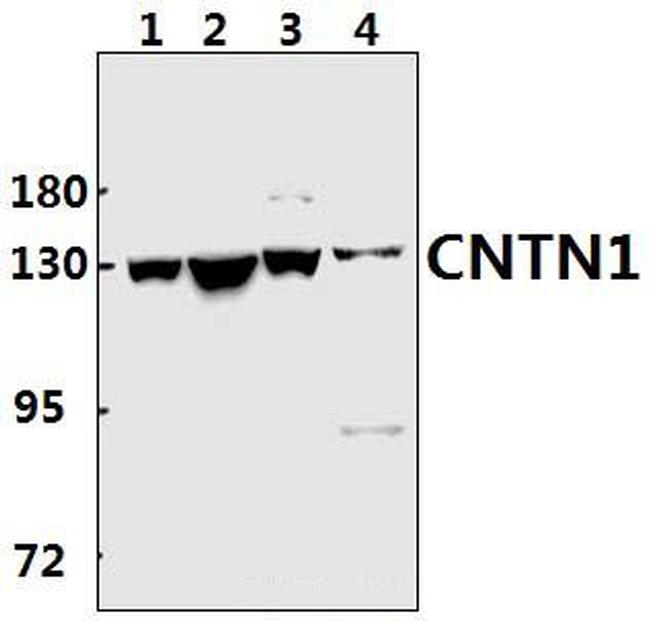 Contactin 1 Antibody in Western Blot (WB)