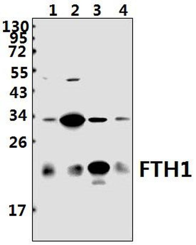 Ferritin Heavy Chain Antibody in Western Blot (WB)