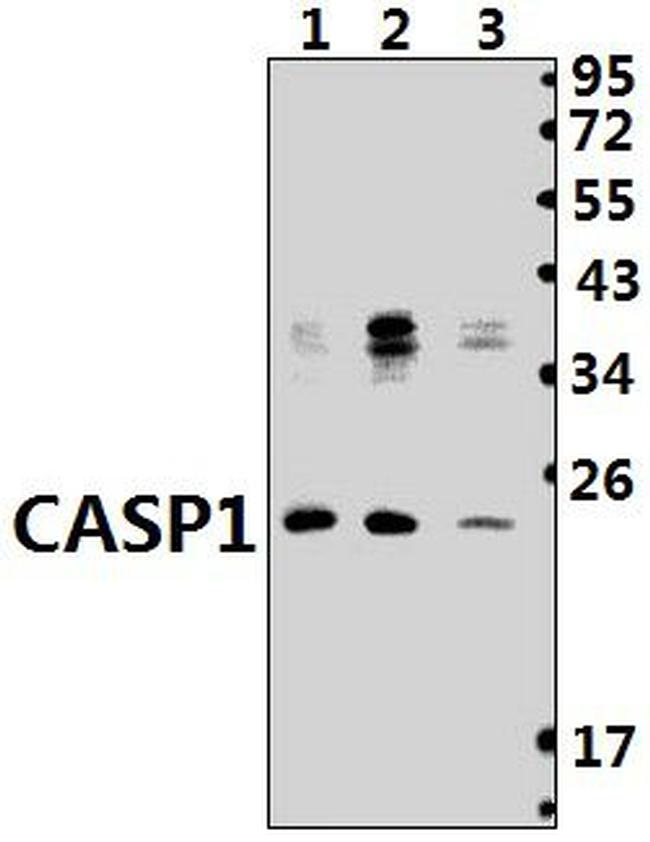 Caspase 1 Antibody in Western Blot (WB)