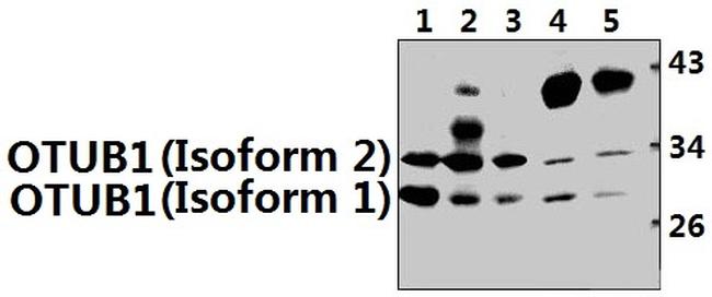 OTUB1 Antibody in Western Blot (WB)