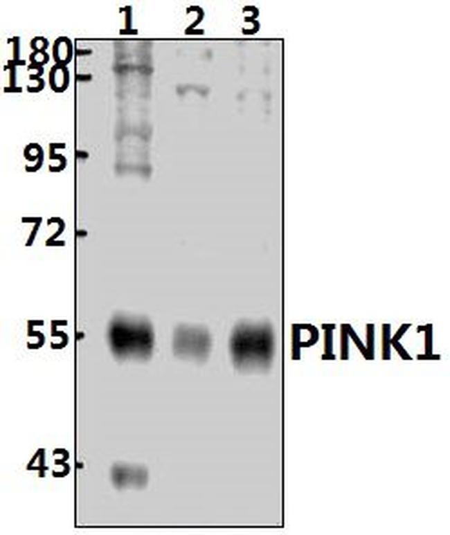 PINK1 Antibody in Western Blot (WB)