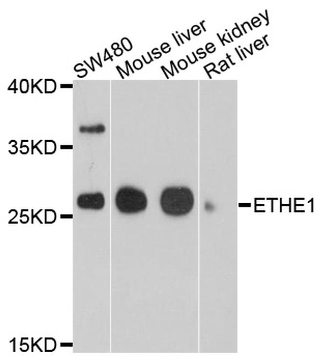 ETHE1 Antibody in Western Blot (WB)