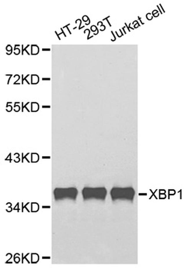 XBP1 Antibody in Western Blot (WB)