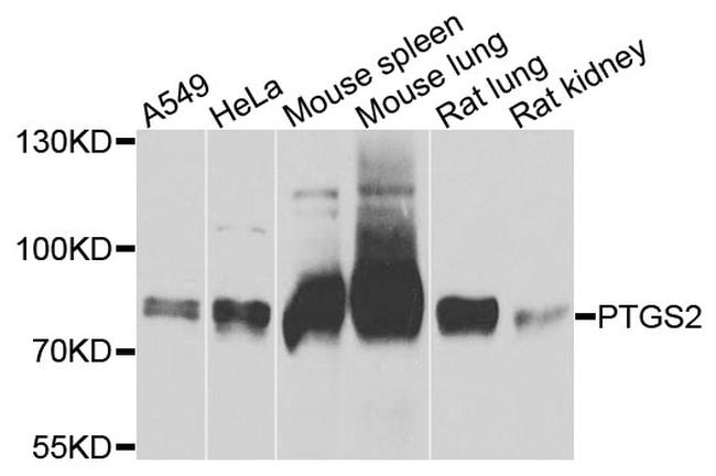 COX2 Antibody in Western Blot (WB)