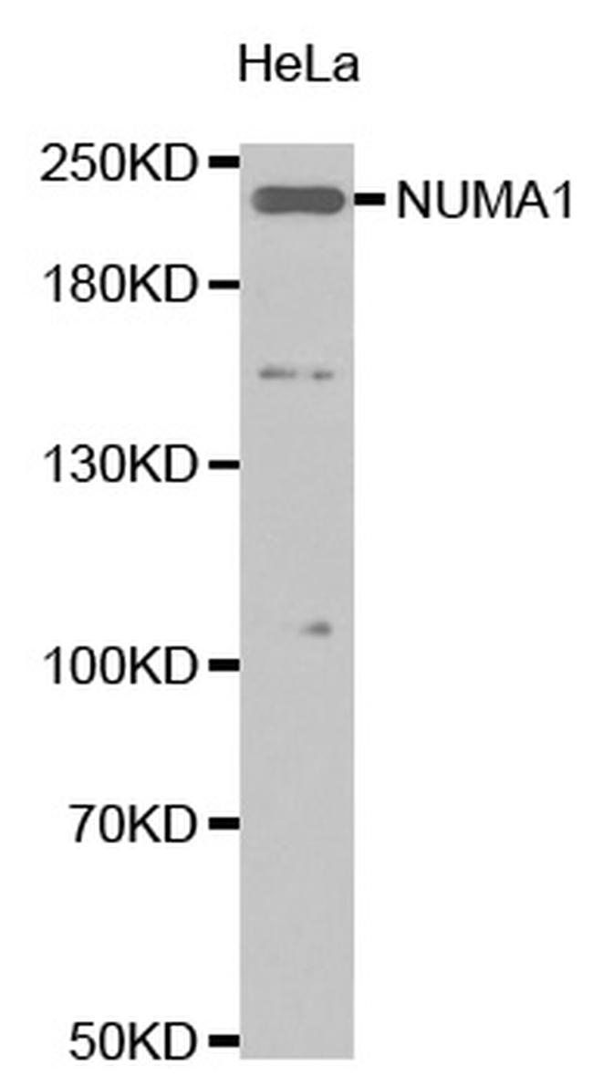 NuMA Antibody in Western Blot (WB)