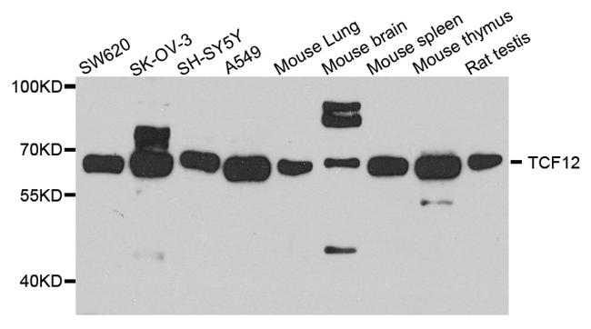 TCF12 Antibody in Western Blot (WB)