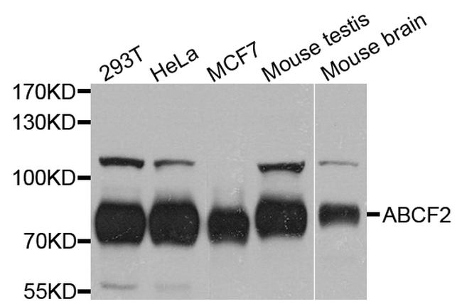 ABCF2 Antibody in Western Blot (WB)