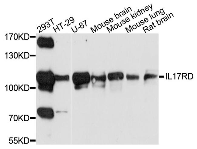 IL17RD Antibody in Western Blot (WB)