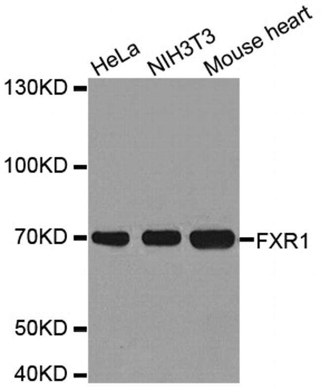 FXR1 Antibody in Western Blot (WB)