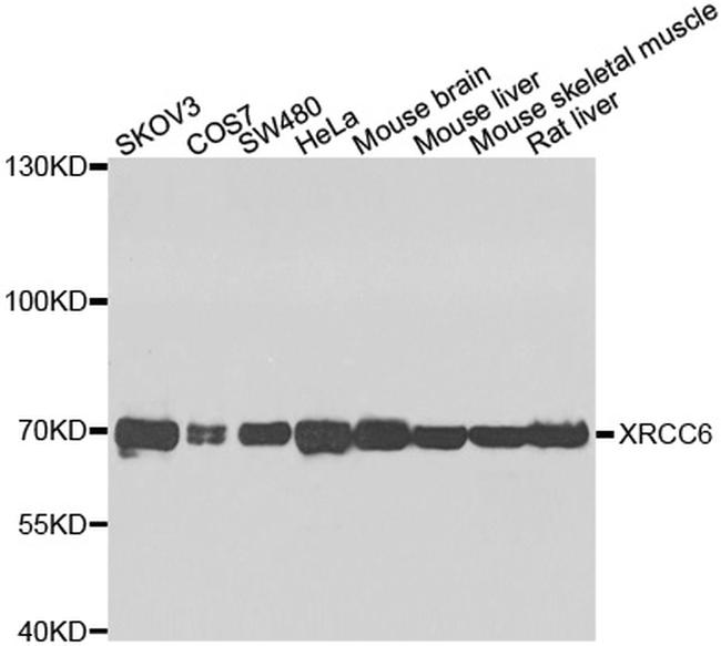 Ku70 Antibody in Western Blot (WB)