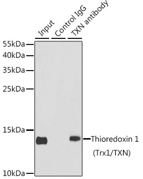 Thioredoxin 1 Antibody in Immunoprecipitation (IP)