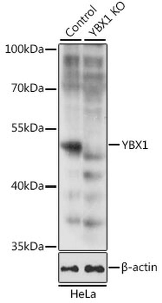 YBX1 Antibody in Western Blot (WB)