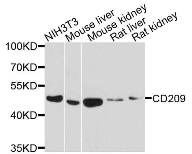 DC-SIGN Antibody in Western Blot (WB)