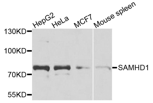 SAMHD1 Antibody in Western Blot (WB)