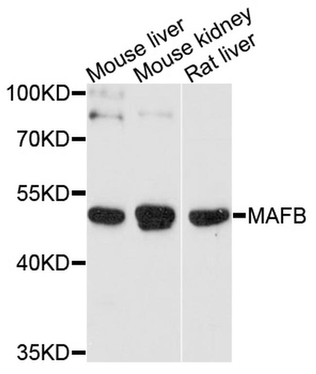 MAFB Antibody in Western Blot (WB)