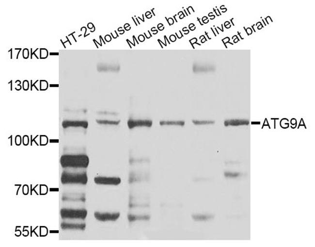 ATG9A Antibody in Western Blot (WB)