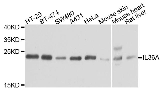 IL1F6 Antibody in Western Blot (WB)