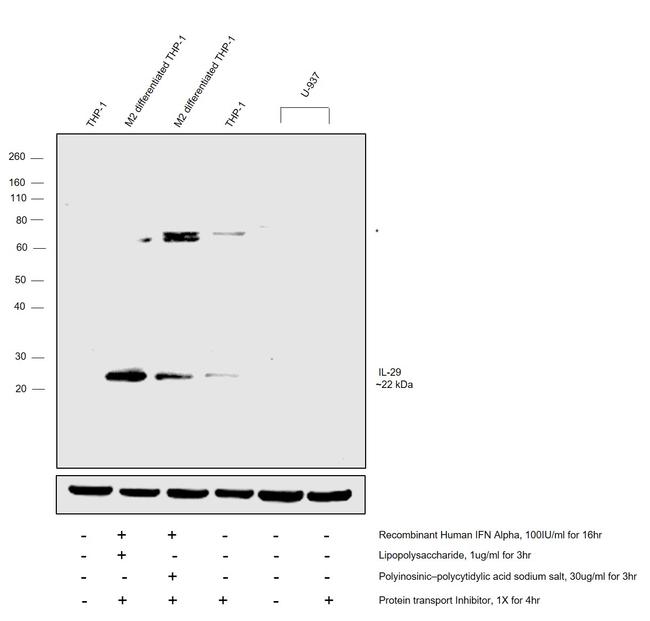 IL-29 Antibody in Western Blot (WB)