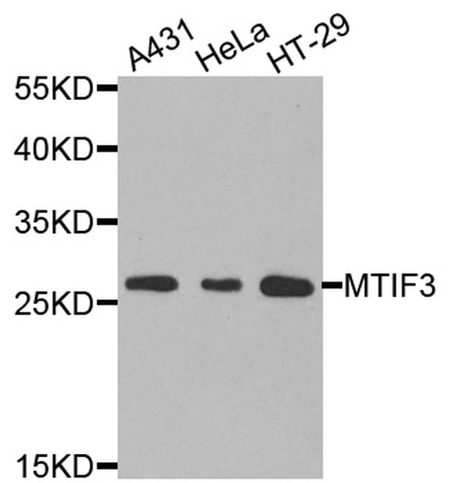 MTIF3 Antibody in Western Blot (WB)