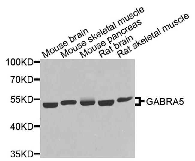 GABRA5 Antibody in Western Blot (WB)