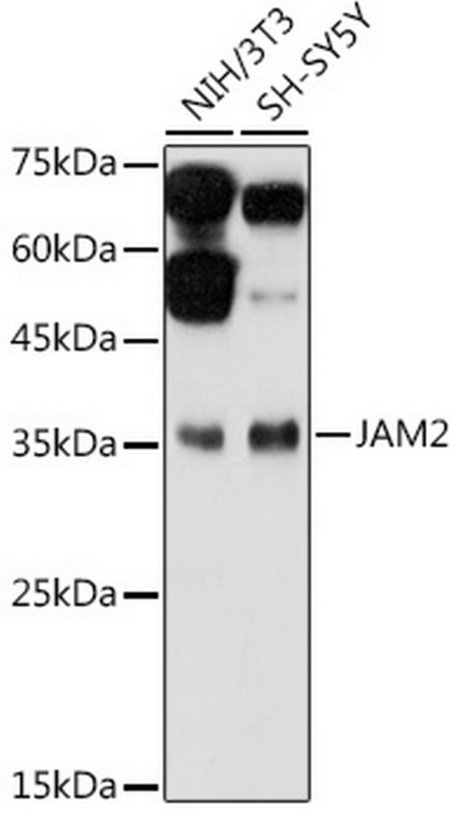 JAM2 Antibody in Western Blot (WB)