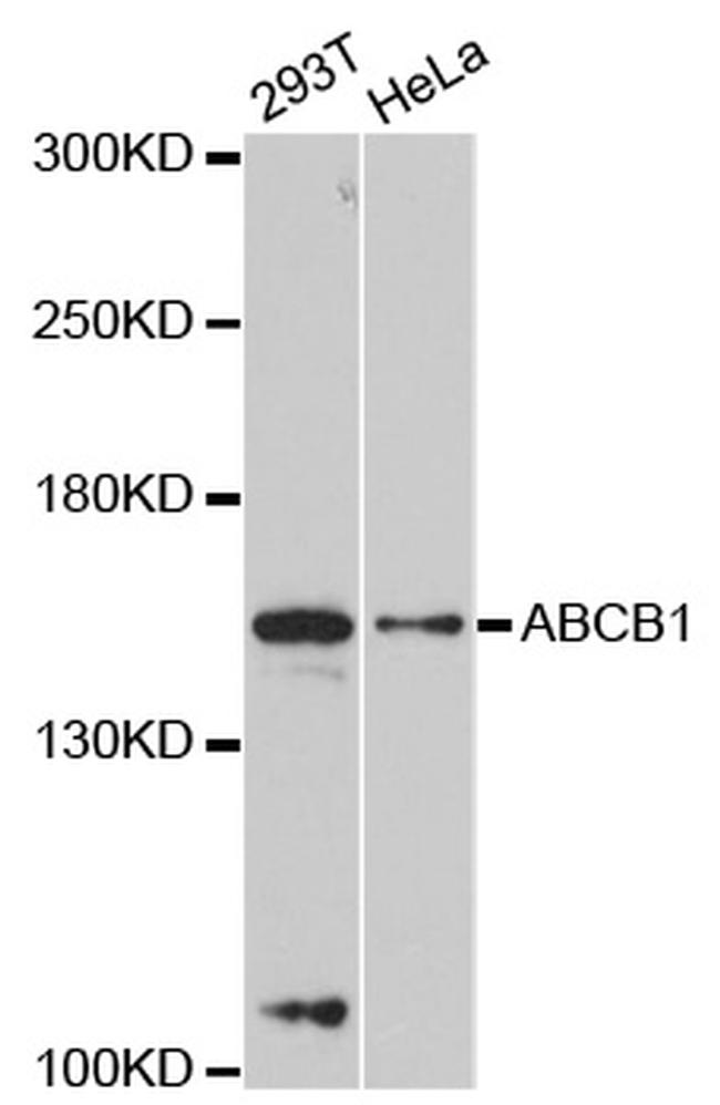 P-Glycoprotein Antibody in Western Blot (WB)