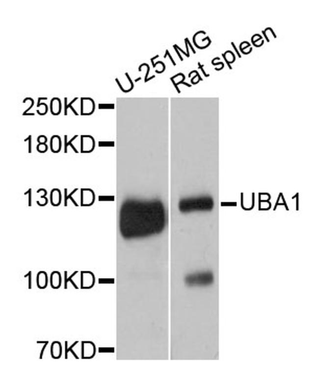 UBE1 Antibody in Western Blot (WB)