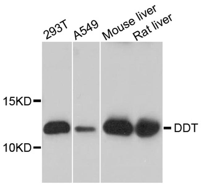 DDT Antibody in Western Blot (WB)